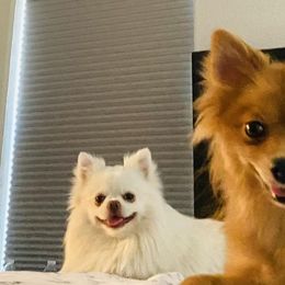 Pomeranians from Adita May's Pomeranians