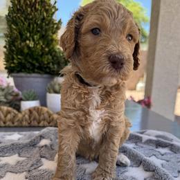 Ozzy - Apricot male Goldendoodle puppy in Gilbert, Arizona from DogHouse Doodles