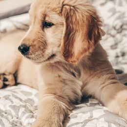 Goldendoodle and Golden Retriever Puppies from Sweet Magnolia Doodles