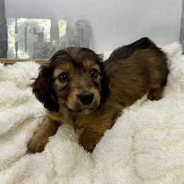 Luna - Sable female Dachshund puppy in Rio Linda, California from Destiny's Mini Doxies