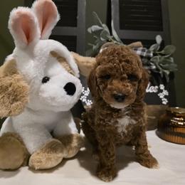 Bernedoodle, Goldendoodle, and Poodle Puppies from 4goldendoodles