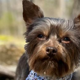 Chihuahuas, Poodles, and Yorkshire Terriers from Connie Toy Poodles & Chihuahuas Puppies