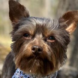 Chihuahuas, Poodles, and Yorkshire Terriers from Connie Toy Poodles & Chihuahuas Puppies