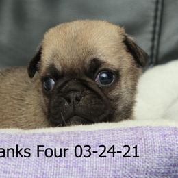 Pug Puppies from Bradley's Pugs