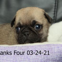 Pug Puppies from Bradley's Pugs