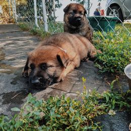 Beagle and German Shepherd Puppies from Nebraska K9's