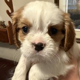 Teddy (Pink) - Blenheim male Cavalier King Charles Spaniel puppy in Asheboro, North Carolina from Farmwood Cavaliers