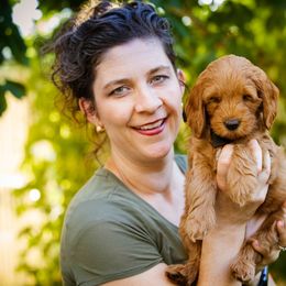 Black Panther - Red  Goldendoodle puppy in Centerville, Utah from Dean Doodles