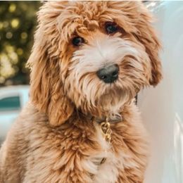 Houston - Poodle