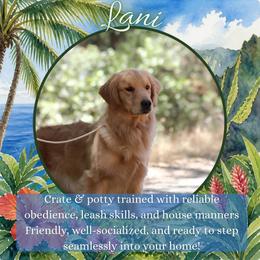 Golden Retriever puppies from Twisted Ranch Retrievers