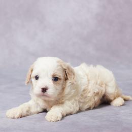 Dane - Blenheim male Cavapoo puppy in Apple Creek, Ohio from Grandeur Valley Puppies