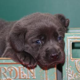 Bouquet - Black male Labrador Retriever puppy in Morrilton, Arkansas from Ancient Dogges Performance Dogs