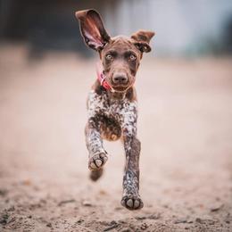 German Shorthaired Pointer Puppies from Dem Feuerhaus Gun Dogs