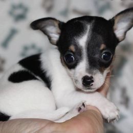 Chihuahuas from Bella's Little Angels