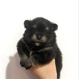 Onyx - Tri-colored male Pomeranian puppy in Lillington, North Carolina from Dignified Poms