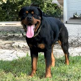 Brin - Rottweiler