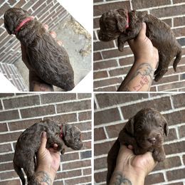 Pink Female - Chocolate female Assorted Doodle Crosses puppy in Conway, Arkansas from Hollins Doodles