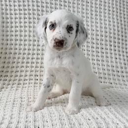Hera - LUA liver long coat - White and liver brown female Dalmatian puppy in Jefferson, Georgia from Spotted Jewels Dalmatians