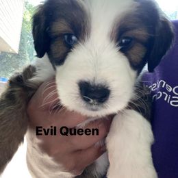 Aussiedoodle and Australian Shepherd Puppies from Loving Puppy Paws Kennel