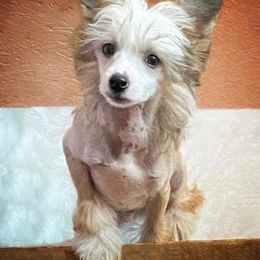 Chihuahua and Chinese Crested Puppies from Western Kentucky Chihuhua and Chinese Crested