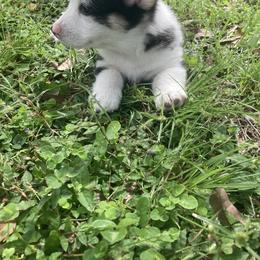American Corgi and Pembroke Welsh Corgi Puppies from Swell Corgis