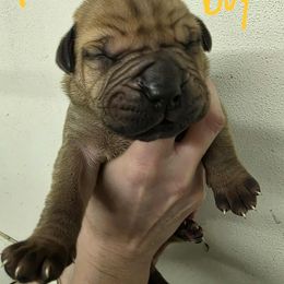 Neon yellow male - Red male Boerboel puppy in Rockford, Illinois from Adoraboerboels