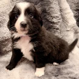 Purple collar - Black tri female Miniature Australian Shepherd puppy in 32046, Florida from River Hill Ranch