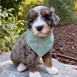 Gobber - male Australian Mountain Doodle puppy in Wellsville, Utah from Stay Golden Doodles