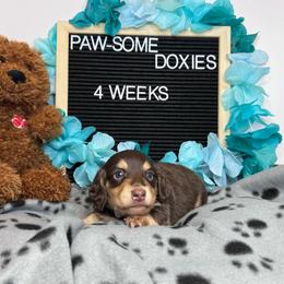 Porky - Chocolate and cream male Dachshund puppy in Lufkin, Texas from Paw-some Doxies