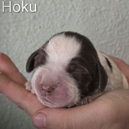 Hoku - Liver white and roan male English Springer Spaniel puppy in Florida from Thunderbird Springers