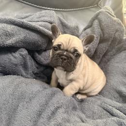 Chanel - Fawn and white female French Bulldog puppy in Omaha, Nebraska from Schoville Bulldogs