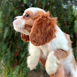 Daisy - Blenheim female Cavalier King Charles Spaniel puppy in Encinitas, California from Seaside Cavaliers