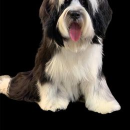 Simon - Tibetan Terrier
