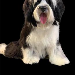 Simon - Tibetan Terrier