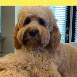 Piper - Australian Labradoodle