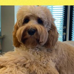 Piper - Australian Labradoodle