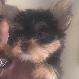 Goldendoodles, Poodles, and Yorkshire Terriers from A1 Designer Pups and More