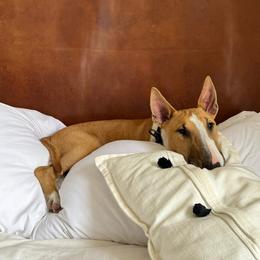 Bull Terrier Puppies from Lynn Hill Bull Terriers
