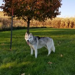 Charlie - Siberian Husky
