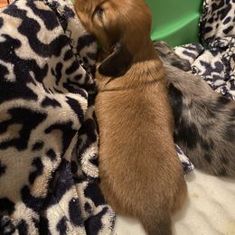 Dachshund and Great Dane Puppies from Running with Danes LLC