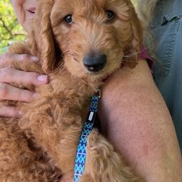 Goldendoodle and Poodle Puppies from Funny Farm Poodles & Doodles