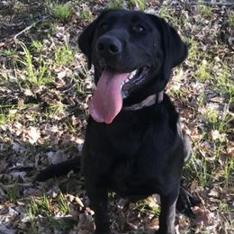 Cavalier King Charles Spaniels, Goldendoodles, and Labrador Retrievers from Whiskey City Kennels