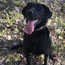 Cavalier King Charles Spaniels, Goldendoodles, and Labrador Retrievers from Whiskey City Kennels