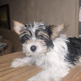LB - Parti male Yorkshire Terrier puppy in Yucca Valley, California from Deborah Punjak's Yorkshire Terriers