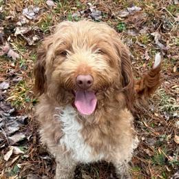 Ginger - Aussiedoodle