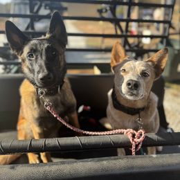 Belgian Malinois Puppies from Fromage Malinois