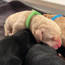 Boy 2 - Yellow male Labrador Retriever puppy in Rock Hill, South Carolina from North Star Retrievers