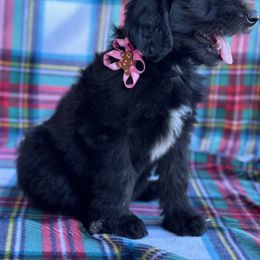 Sheepadoodle Puppies from Mulberry Ride Doodles