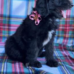 Sheepadoodle Puppies from Mulberry Ride Doodles