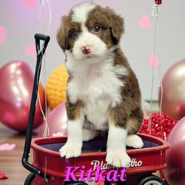 Kitkat - Brown and white female Aussiedoodle puppy in Boonville, North Carolina from Branch Creek kennels